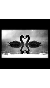 Лебеди с сердцем на граните 